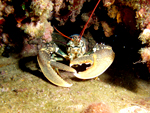 Under water life North Adriatic